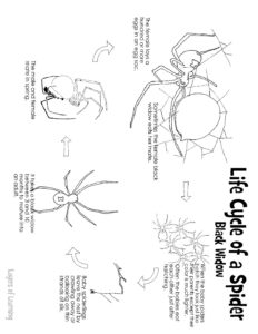 Life Cycle Of A Spider Layers Of Learning