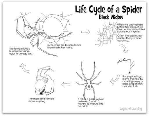 What are the stages in the life cycle of a spider?