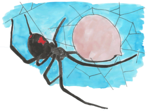 black widow spider with egg sac