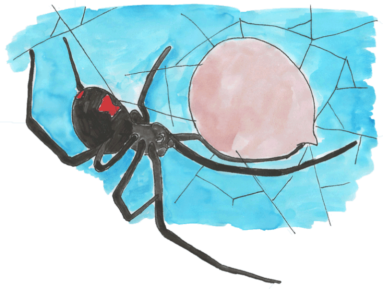 Life Cycle of a Spider Printable Lesson Layers of Learning