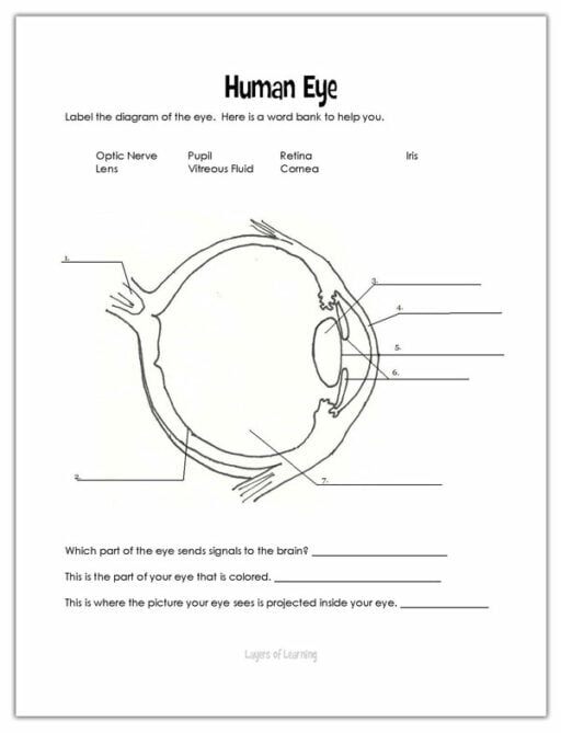 Eyes - Layers of Learning