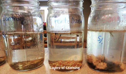 measure algae growth science experiment