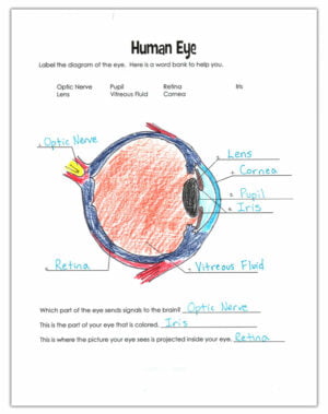 Eyes - Layers of Learning