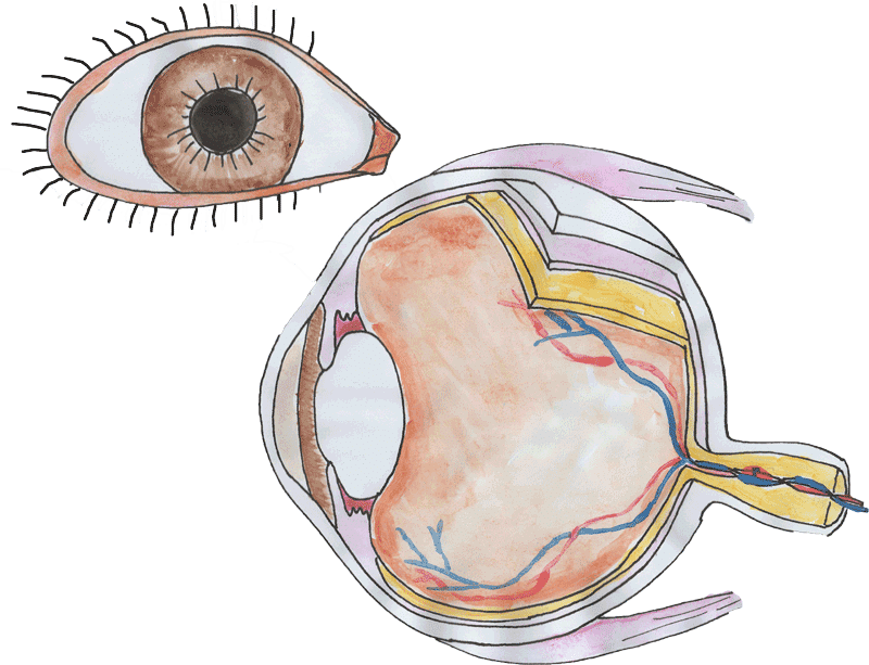 watercolor diagram of eyes