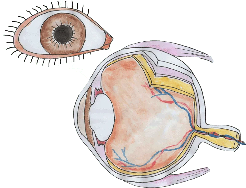 watercolor diagram of eyes
