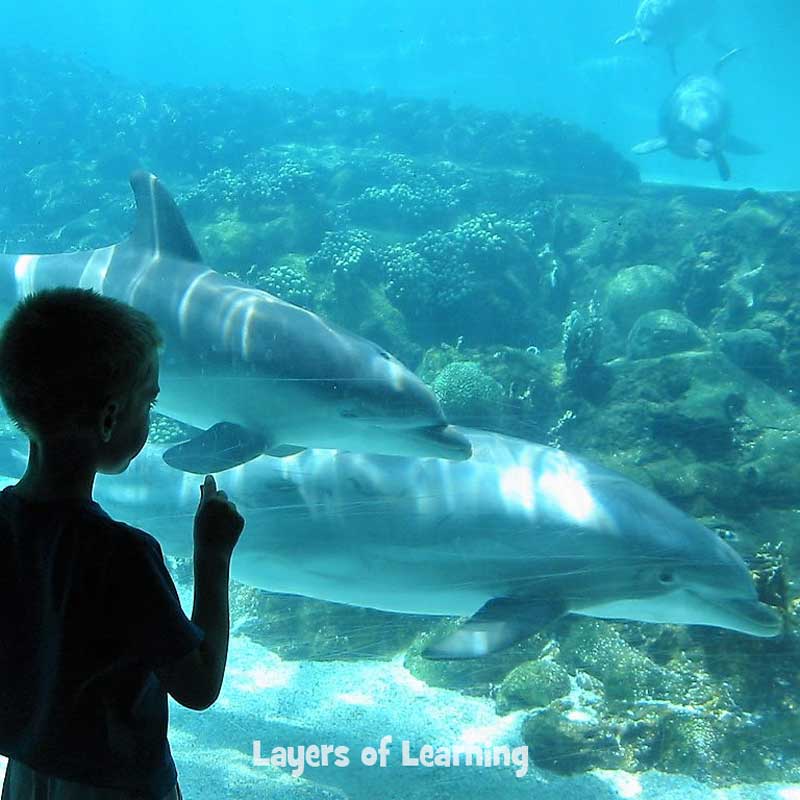 Boy looking at dolphins swimming