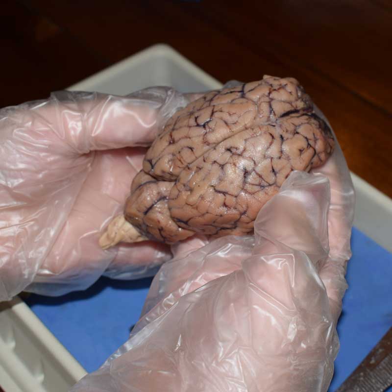 Homeschool science lesson on brains